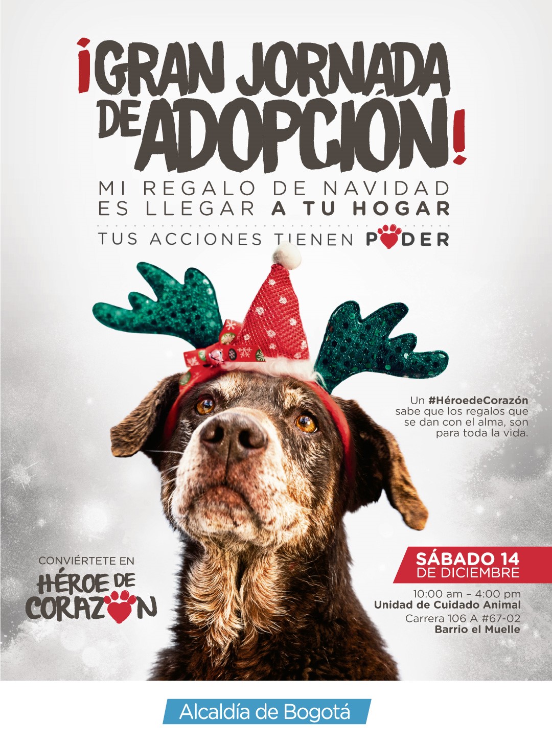 Adopción animal