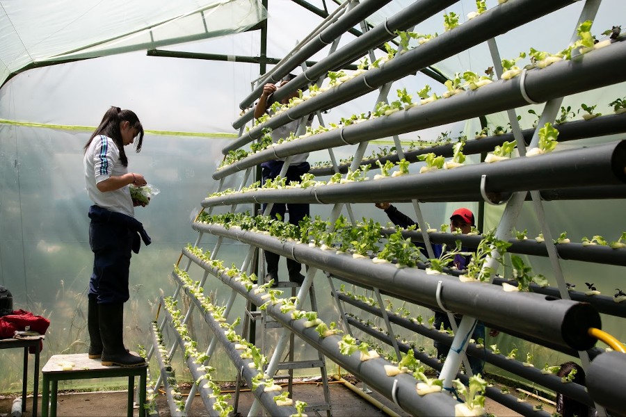 Estudiante en huerta escolar