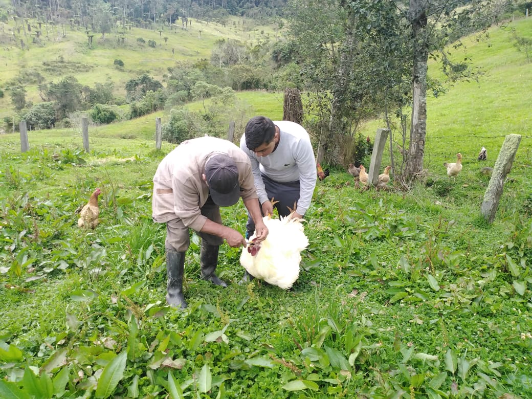 Actividades de Julián 
