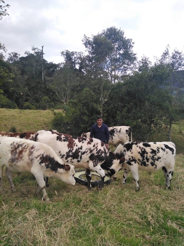 Vacas